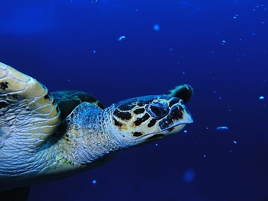포토 JPG 해외이미지 식물 동물 야생동물 잎 자연 표면 어류 사람없음 물 반사 수중 투명 스노클링 산호 잠수부 암초 동물상 해외202004 해외포토 자연요소 조형물 수중동물 수상스포츠 자포동물 전문직 생태계 파일형식 이미지허브