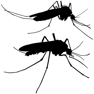 EPS 해외이미지 클립아트 동물 실루엣 곤충 일러스트 자연 안테나 짜증 닫기 해충 벌레 핥기 질병 자르기 딱정벌레 그림 번짐 기생충 기어가기 고립 동물상 모기 해외202004 해외일러스트 감정 통신 의학 모션 촬영기법 조형물 바이러스 생태계 파일형식 벡터 효과 미술 문화예술 이미지허브