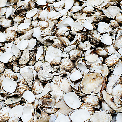 포토 JPG 해외이미지 모래 바다 여행 백그라운드 패턴 자연 추상 휴가 조개 건조 사람없음 검은색 수중 어둠 껍질 흰색 산호 수집 질감 찢어짐 그런지 해외202004 해외포토 컬러 무늬 모션 어패류 자포동물 생태계 파일형식 이미지허브