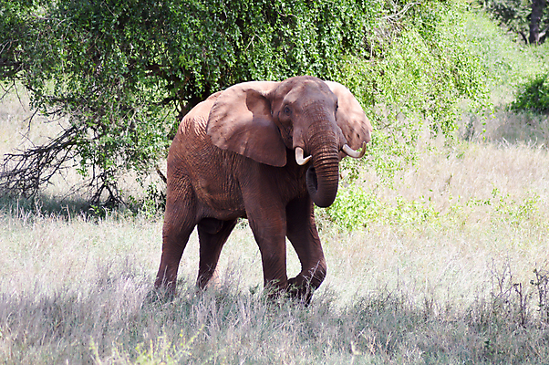 포토 JPG 해외이미지 나무 동물 구름 공원 실루엣 야생동물 여행 포유류 아프리카 자연 하늘 코끼리 풍경 사람없음 빨간색 파란색 컬러풀 환경 검은색 일몰 산책 군중 저녁 큼 사파리 귀 지역 케냐 생태학 전국 해외202004 해외포토 자연요소 식물 공공시설 교육 나라 컬러 휴식 촬영기법 사람 신체부위 노을 야간 크기 생태계 파일형식 이미지허브