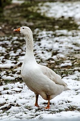 포토 JPG 해외이미지 동물 야생동물 겨울 자연 조류 영국 사람없음 야외 물 흰색 시골 깃털 부리 거위 해외202004 해외포토 자연요소 계절 유럽 컬러 생태계 파일형식 이미지허브