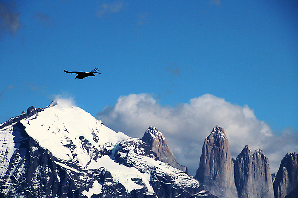 포토 JPG 해외이미지 동물 구름 공원 도로 호수 여행 날개 자연 조류 하늘 산 풍경 사람없음 야외 여름 파란색 갈색 노란색 골짜기 계곡 미국 잡기 깃털 칠레 남쪽 웅장함 전국 해외202004 해외포토 자연요소 계절 공공시설 길 컬러 북아메리카 교통시설 모션 남아메리카 방향 생태계 파일형식 이미지허브