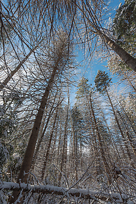 포토 JPG 해외이미지 식물 자연 아침 사람없음 야외 햇빛 태양 환경 맑음 냉동 추위 가을 흰색 나뭇가지 시골 신선 황무지 숲 11월 속도 서리 침엽수 야광 내추럴 삼림지대 해외202004 해외포토 주간 자연요소 나무 계절 컬러 날씨 빛 날짜 생태계 파일형식 이미지허브