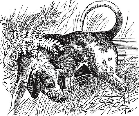 EPS 해외이미지 일러스트 사람없음 빈티지 비글 판화 해외202004 해외일러스트 컨셉 미술 개 파일형식 벡터 이미지허브