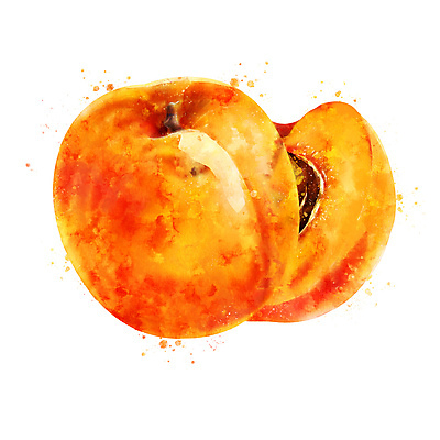 포토 JPG 해외이미지 일러스트 사람없음 살구 해외202004 해외포토 과일 파일형식 이미지허브