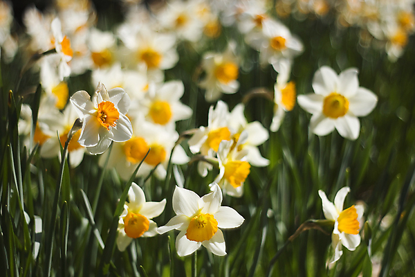 포토 JPG 해외이미지 식물 계절 공원 꽃잎 꽃 백그라운드 꽃무늬 밭 전구 자연 부활절 풍경 사람없음 야외 세로 초록색 노란색 우주 정원 봄 성장 흰색 4월 5월 유기농 보케 장면 수선화 내추럴 블러 완벽 많음 해외202004 해외포토 웰빙 공공시설 기념일 컬러 컨셉 무늬 농업 날짜 생태계 파일형식 이미지허브