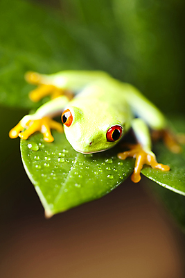포토 JPG 해외이미지 주간 한마리 야생동물 잎 양서류 사람없음 야외 아웃포커스 물방울 청개구리 해외202004 해외포토 자연요소 식물 동물 1 촬영기법 개구리 파일형식 이미지허브
