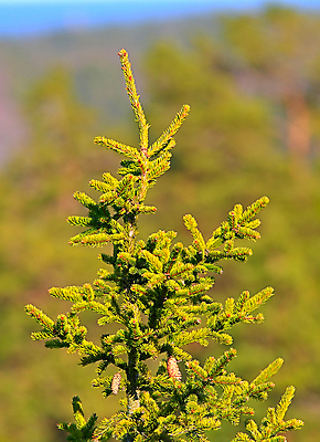 포토 JPG 해외이미지 나무 식물 꽃 백그라운드 잎 밭 자연 아침 날씨 매달리기 사람없음 야외 초록색 여름 파란색 컬러풀 노란색 정원 맑음 봄 벚꽃 가을 나뭇가지 신선 개화 정상 저녁 작음 속도 날카로움 상록수 내추럴 고립 가문비나무 수평선 해외202004 해외포토 주간 계절 컬러 농업 모션 야간 크기 생태계 파일형식 이미지허브