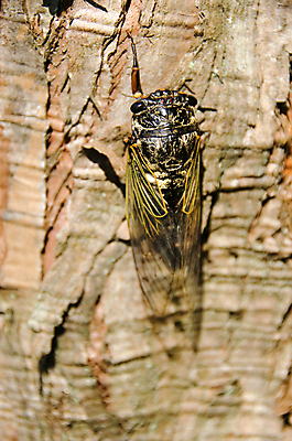 포토 JPG 해외이미지 동물 아시아 야생동물 곤충 날개 노래 자연 건조 사람없음 농작물 갈색 일본 손상 흰색 뜨거움 투명 해충 벌레 큼 메뚜기 식용 해외202004 해외포토 나라 음악 컬러 컨셉 농업 크기 생태계 파일형식 이미지허브
