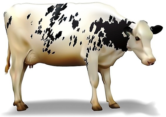 EPS 해외이미지 클립아트 동물 농업 일러스트 농장 가축 소고기 우유 점 소 밭일 반추동물 해외202004 해외일러스트 산업 포유류 유제품 육류 파일형식 벡터 이미지허브