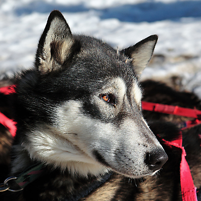 포토 JPG 해외이미지 응시 사람없음 개 늑대 알래스카 기르기 시베리아 해외202004 해외포토 시선 포유류 미국 돌봄 파일형식 이미지허브