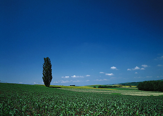 포토 JPG 해외이미지 나무 식물 구름 계절 공원 도로 길 여행 백그라운드 밭 오렌지 자연 하늘 날씨 풍경 잔디 사람없음 야외 초록색 여름 빛 햇빛 태양 농장 노란색 평화 일출 환경 정원 맑음 일몰 흙 봄 안개 광선 흰색 시골 신선 떨어짐 숲 땅 언덕 장면 넘어짐 땅바닥 방법 생태학 수평선 해외202004 해외포토 자연요소 공공시설 교육 컬러 컨셉 농업 과일 교통시설 모션 바닥 노을 생태계 파일형식 이미지허브