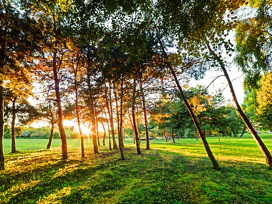 포토 JPG 해외이미지 나무 식물 계절 공원 여행 단풍 잎 오렌지 자연 아침 풍경 잔디 사람없음 야외 빨간색 초록색 빛 컬러풀 햇빛 태양 갈색 노란색 일출 환경 맑음 일몰 활발 광선 가을 시골 황금 숲 장면 내추럴 해외202004 해외포토 주간 자연요소 공공시설 컬러 컨셉 과일 날씨 노을 생태계 파일형식 이미지허브