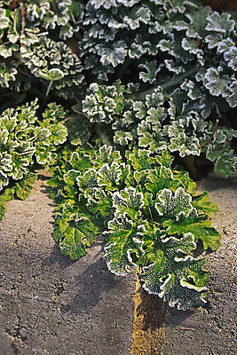 포토 JPG 해외이미지 식물 계절 선 백그라운드 겨울 자연 아침 사람없음 야외 초록색 물 정원 냉동 얼음 추위 가을 파마 변화 닫기 크리스탈 묘사 서리 온도 땅바닥 해외202004 해외포토 주간 자연요소 헤어스타일 컬러 컨셉 모션 바닥 광석 생태계 파일형식 이미지허브