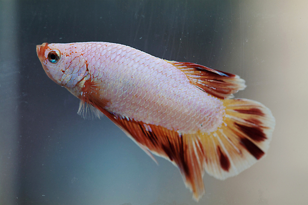 포토 JPG 해외이미지 동물 척추동물 남자 아시아 태국 어류 사람없음 빨간색 물 파란색 반려동물 환경 경쟁 잠수함 꼬리 싸움 청록색 지느러미 수족관 고립 민물 해외202004 해외포토 자연요소 나라 컬러 컨셉 모션 사람 수중동물 파일형식 이미지허브