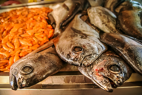포토 JPG 해외이미지 동물 음식 바다 다이어트 낚시 건강 육류 어류 요리 사람없음 판매 세일 쌓기 저녁식사 초밥 회색 죽음 신선 잡기 시장 닫기 선택 은색 상인 먹기 해산물 날것 모음 점심식사 단백질 매각 생식 전문 많음 해외202004 해외포토 컬러 컨셉 식재료 모션 레저 한글 식사 수중동물 영양소 일본음식 파일형식 이미지허브
