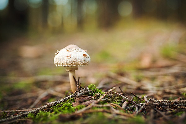 포토 JPG 해외이미지 나무 식물 계절 음식 줄기 백그라운드 잎 채소 재료 자연 요리 사람없음 야외 목재 초록색 여름 갈색 버섯 가을 흰색 맛 숲 싱글 유기농 날것 양산 내추럴 곰팡이 땅바닥 생태학 식용 채식주의자 캡모자 해외202004 해외포토 모자_잡화 웰빙 교육 컬러 컨셉 바닥 생태계 채식 파일형식 이미지허브
