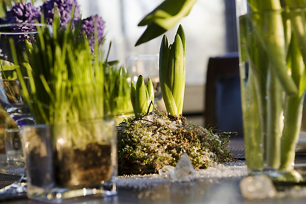포토 JPG 해외이미지 식물 계절 꽃잎 꽃 꽃다발 잎 꽃무늬 자연 탁자 친절 발렌타인데이 선물 이끼 사람없음 초록색 파란색 컬러풀 식당 꽃병 얼음 봄 벚꽃 신선 개화 날짜 꽃집 심볼 묘사 라일락 내추럴 강렬 히아신스 해외202004 해외포토 자연요소 컬러 가구 무늬 데이이벤트 상점 생태계 파일형식 이미지허브