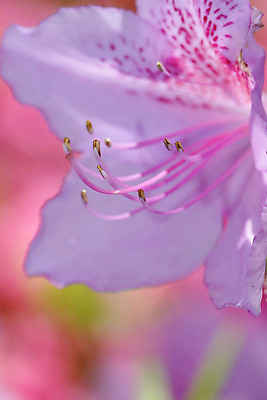 포토 JPG 해외이미지 나무 식물 계절 공원 꽃잎 꽃 분홍색 백그라운드 잎 꽃무늬 자연 사람없음 야외 초록색 빛 컬러풀 정원 맑음 보라색 봄 성장 벚꽃 흰색 나뭇가지 신선 개화 4월 묘사 원예 자두 내추럴 해외202004 해외포토 공공시설 컬러 무늬 과일 날씨 취미 날짜 생태계 파일형식 이미지허브