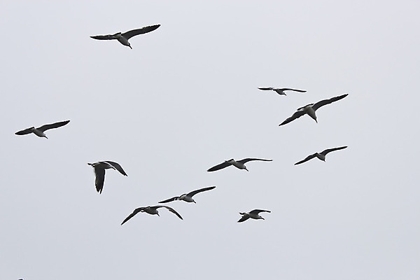 포토 JPG 해외이미지 주간 구름 호수 바다 여행 백그라운드 날개 자연 벽지 갈매기 조류 하늘 산 항해 풍경 사람없음 야외 빨간색 물 파란색 햇빛 평화 검은색 침묵 안개 흰색 만 황금 언덕 대문 넘어짐 뿌연 아르메니아 터키석 수평선 해외202004 해외포토 자연요소 동물 컬러 컨셉 배_교통 모션 날씨 태양 문 소리 보석 생태계 파일형식 이미지허브