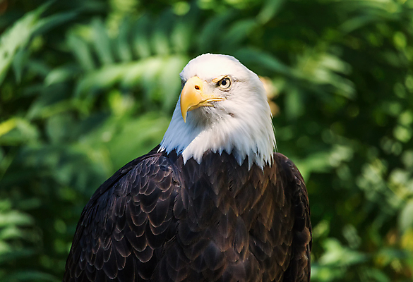 포토 JPG 해외이미지 주간 아이콘 야생동물 사람없음 야외 옆모습 맑음 독수리 흰머리독수리 해외202004 해외포토 자연요소 동물 뷰포인트 조류 날씨 파일형식 이미지허브
