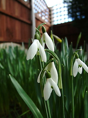 포토 JPG 해외이미지 꽃 사람없음 아웃포커스 스노드롭 해외202004 해외포토 식물 촬영기법 파일형식 이미지허브