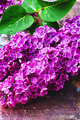 포토 JPG 해외이미지 식물 계절 꽃잎 꽃 꽃다발 잎 꽃무늬 자연 부활절 사람없음 보라색 봄 벚꽃 나뭇가지 개화 편안함 다발 제비꽃 향수 향기 냄새 라일락 꽃수술 해외202004 해외포토 나무 기념일 컬러 무늬 화장품 감각 생태계 파일형식 이미지허브