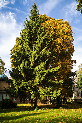 포토 JPG 해외이미지 나무 식물 구름 유럽 백그라운드 잎 오렌지 자연 풍경 사람없음 야외 가로 빨간색 파란색 컬러풀 가을 나뭇가지 숲 자연백그라운드 흐림 해외202004 해외포토 자연요소 계절 나라 컬러 과일 날씨 생태계 파일형식 이미지허브