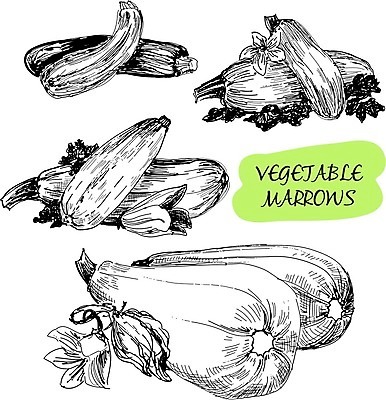 EPS 해외이미지 식물 잡화 꽃 음식 잎 2 농업 채소 일러스트 재료 자연 호박 뼈 건강 초록색 농작물 활발 수확 벚꽃 신선 점 농부 자르기 오브젝트 유기농 날것 박 스쿼시 고립 숙성 주키니 주키니호박 채식주의자 해외202004 해외일러스트 직업 웰빙 산업 스포츠 컬러 컨셉 모션 구기 생태계 채식 파일형식 벡터 이미지허브