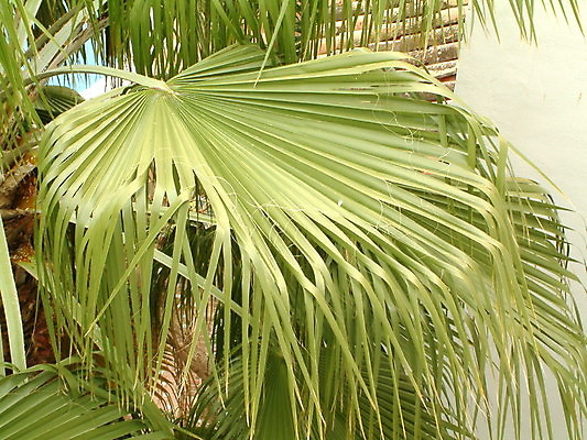 포토 JPG 해외이미지 나무 식물 꽃 잎 패턴 자연 추상 손바닥 사람없음 정원 뜨거움 부채 큼 오브젝트 이국적 해외202004 해외포토 손 무늬 크기 생태계 파일형식 이미지허브