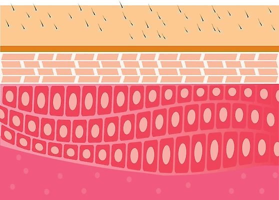 EPS 해외이미지 여자 얼굴 일러스트 해부 모션 표면 건조 건강 치료 뷰티 상점 스파 화장품 주름 피부 피부관리 층 돌봄 셀룰라이트 해외202004 해외일러스트 의학 사람 신체부위 파일형식 벡터 이미지허브