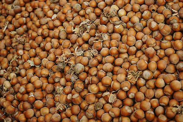 포토 JPG 해외이미지 나무 식물 길 음식 밭 농업 채소 과일 재료 자연 건강 사람없음 야외 초록색 농장 이탈리아 견과류 시골 맛 땅 유기농 산기슭 내추럴 개암나무 채식주의자 헤이즐넛 개암 비건 해외202004 해외포토 웰빙 열매 유럽 산업 컬러 컨셉 산 생태계 채식 파일형식 이미지허브