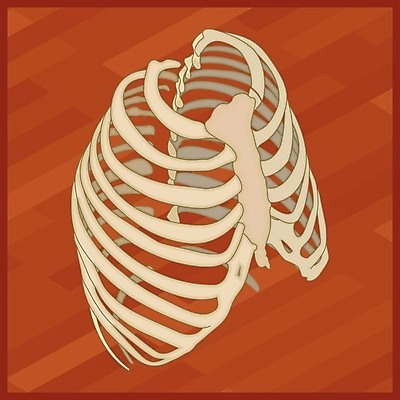 EPS 해외이미지 모델 과학 신체 일러스트 해부 뼈 골격 건강 사람 그래픽 약 흉부 척추 오브젝트 생물학 새장 몸통 갈비뼈 궤 해외202004 해외일러스트 교육 의학 신체부위 호흡기관 케이지 파일형식 벡터 이미지허브