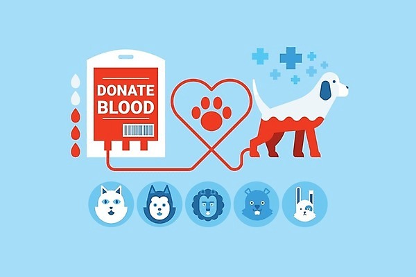 EPS 해외이미지 동물 백그라운드 일러스트 건강 사랑 사람없음 빨간색 반려동물 고양이 하트 토끼 혈액 구출 개 강아지 떨어짐 사자 비글 헌혈 수의사 기부 자선단체 해외202004 해외일러스트 모양 감정 캠페인 컬러 컨셉 포유류 의사 봉사 도움 그룹 자선 파일형식 벡터 이미지허브