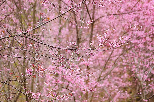 포토 JPG 해외이미지 나무 식물 계절 꽃잎 꽃 분홍색 여행 백그라운드 잎 태국 자연 하늘 산 사람없음 야외 초록색 파란색 빛 컬러풀 일본 축제 봄 벚꽃 신선 체리 묘사 장면 내추럴 해외202004 해외포토 아시아 컬러 과일 생태계 파일형식 이미지허브