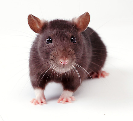 포토 JPG 해외이미지 동물 응시 포유류 수염 털 사람없음 반려동물 갈색 회색 흰색 쥐 설치류 수줍음 심볼 호기심 흰배경 코 꼬리 귀 솜털 고립 해외202004 해외포토 시선 감정 컬러 백그라운드 컨셉 신체부위 파일형식 이미지허브