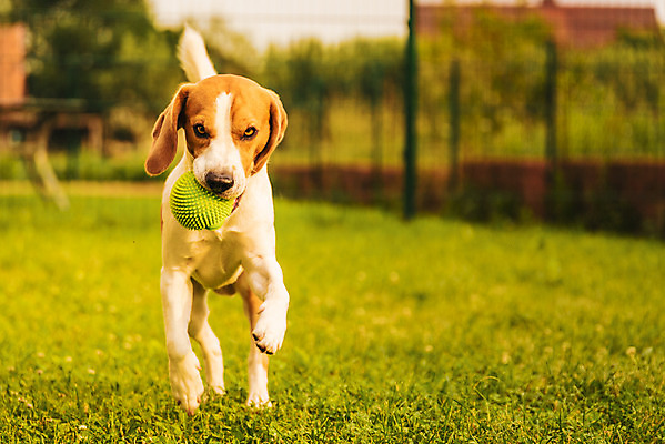포토 JPG 해외이미지 동물 공원 행복 포즈 밭 공 포유류 자연 털 3 사람없음 야외 초록색 반려동물 달리기 갈색 머리 카메라 우정 입 개 강아지 작음 사냥개 비글 기르기 유래 해외202004 해외포토 공공시설 감정 컬러 농업 모션 신체부위 친구 전자제품 크기 생태계 돌봄 파일형식 이미지허브