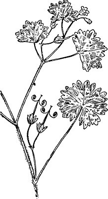 EPS 해외이미지 선 잎 일러스트 미술 검은색 수확 흰색 허브 그림 판화 제라늄 해외202004 해외일러스트 식물 컬러 농업 문화예술 파일형식 벡터 이미지허브