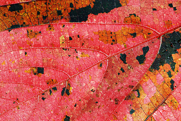 포토 JPG 해외이미지 나무 식물 계절 분홍색 백그라운드 컨셉 단풍 잎 패턴 오렌지 자연 벽지 추상 세포 건강 사람없음 빨간색 노란색 환경 가을 신선 변화 닫기 숲 이슬 유기농 심플 정맥 내추럴 생태학 엘리먼트 해외202004 해외포토 웰빙 교육 컬러 무늬 과일 모션 생태계 혈관 파일형식 이미지허브