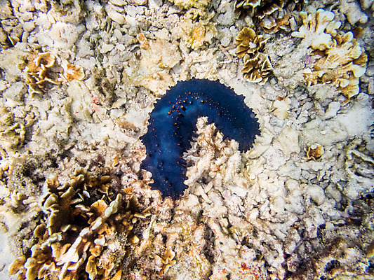 포토 JPG 해외이미지 동물 1 야생동물 모래 바다 섬 신체 태국 자연 휴가 오이 생물 풍경 사람없음 물 컬러풀 환경 검은색 바닷속 수중 아래 싱글 다이빙 날카로움 장면 내추럴 동물상 이국적 해외202004 해외포토 자연요소 아시아 컬러 채소 조형물 수영 방향 생태계 위치 수중스포츠 파일형식 이미지허브