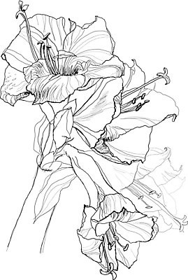 EPS 해외이미지 식물 계절 꽃 아시아 야생동물 백그라운드 꽃무늬 패턴 일러스트 자연 잉크 흑백 그래픽 장식 펜 정원 검은색 흰색 나뭇가지 인쇄 스케치 그림 생물학 하와이 판화 옛날 핸드메이드 히비스커스 알로하 해외202004 해외일러스트 나무 동물 교육 나라 컬러 무늬 촬영기법 미술 필기구 미국 인사 생태계 파일형식 벡터 이미지허브