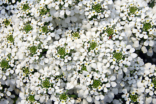 포토 JPG 해외이미지 식물 계절 꽃잎 꽃 백그라운드 꽃무늬 자연 사람없음 장식 정원 봄 벚꽃 흰색 개화 그늘 고립 해외202004 해외포토 컬러 무늬 생태계 파일형식 이미지허브