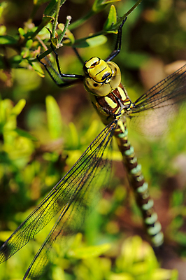 포토 JPG 해외이미지 동물 곤충 날개 자연 사람없음 초록색 머리 잠자리 해외202004 해외포토 컬러 신체부위 생태계 파일형식 이미지허브