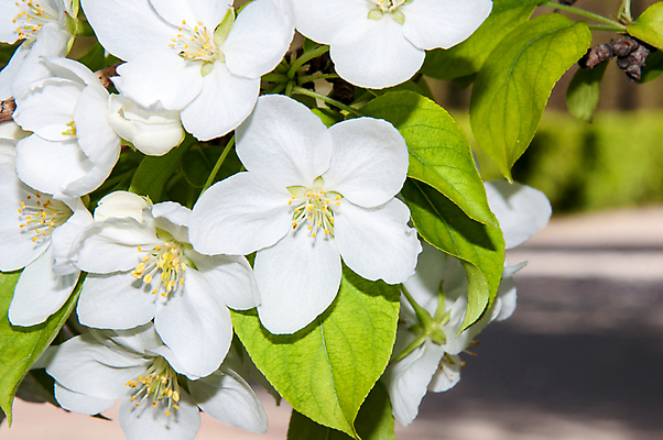 포토 JPG 해외이미지 나무 식물 디자인 계절 꽃잎 꽃 줄기 꽃다발 잎 자연 사람없음 장식 초록색 컬러풀 정원 봄 성장 벚꽃 흰색 나뭇가지 신선 개화 다발 묘사 내추럴 해외202004 해외포토 컬러 생태계 파일형식 이미지허브
