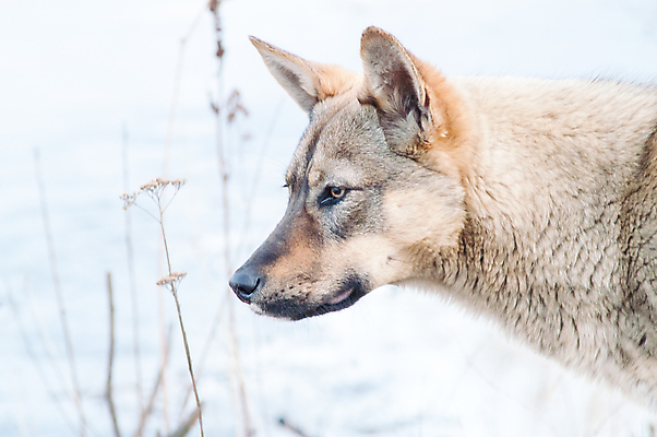 포토 JPG 해외이미지 동물 1 종이 도로 얼굴 포즈 백그라운드 의자 자연 거리 주택 털 사람없음 야외 반려동물 갈색 환경 검은색 가을 개 달콤 강아지 작음 배고픔 싱글 코 송곳니 노숙자 양모 기르기 유래 혼자 해외202004 해외포토 계절 길 컬러 가구 포유류 교통시설 건물 신체부위 직물 맛 치아 크기 생태계 돌봄 파일형식 이미지허브