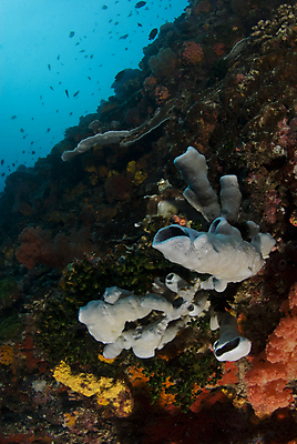 포토 JPG 해외이미지 벽 바다 자연 풍경 사람없음 물 컬러풀 환경 수중 산호 소금 태평양 암초 스펀지 생태학 소금물 해외202004 해외포토 자연요소 교육 컬러 자포동물 생태계 파일형식 이미지허브