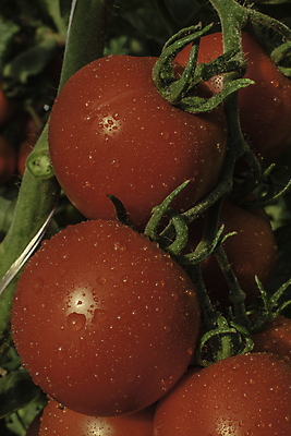 포토 JPG 해외이미지 식물 음식 백그라운드 잎 밭 농업 다이어트 토마토 채소 과일 재료 자연 건강 사람없음 야외 빨간색 초록색 물 농장 정원 어둠 봄 젖음 성장 물방울 나뭇가지 신선 체리 그룹 시장 떨어짐 이슬 유기농 질감 포도나무 내추럴 고립 숙성 채식주의자 해외202004 해외포토 자연요소 나무 웰빙 계절 산업 컬러 컨셉 과일나무 생태계 채식 파일형식 이미지허브