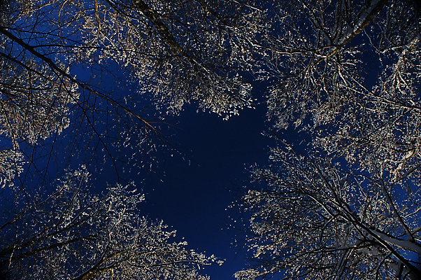 포토 JPG 해외이미지 나무 계절 겨울 하늘 노르웨이 사람없음 야외 파란색 냉동 얼음 추위 흰색 나뭇가지 신선 숲 서리 천국 반투명 옛날 해외202004 해외포토 자연요소 식물 유럽 컬러 파일형식 이미지허브