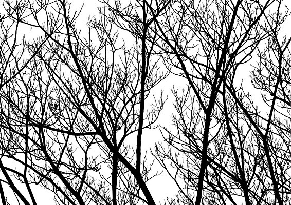 EPS 해외이미지 나무 백그라운드 일러스트 자연 벽지 하늘 빛 새싹 봄 나뭇가지 과수원 해외202004 해외일러스트 식물 계절 농업 생태계 파일형식 벡터 이미지허브