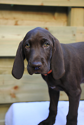 포토 JPG 해외이미지 동물 여자 사람없음 반려동물 갈색 흰색 아기 개 강아지 쓰레기 사냥개 송곳니 기르기 유래 충고 해외202004 해외포토 컬러 포유류 사람 치아 돌봄 파일형식 이미지허브
